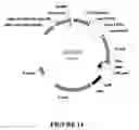 Fig. 16 - OBLIGATE HETERODIMER MEGANUCLEASES AND USES THEREOF
