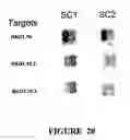 Fig. 22 - OBLIGATE HETERODIMER MEGANUCLEASES AND USES THEREOF