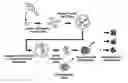 Fig. 01 - Methods of Reprogramming Animal Somatic Cells