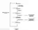 Fig. 05 - Nucleic acid sequencing and electronic detection