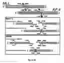 Fig. 06 - Compositions and methods for the detection of topoisomerase II complexes with DNA