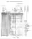 Fig. 08 - Compositions and methods for the detection of topoisomerase II complexes with DNA