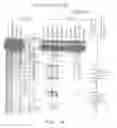 Fig. 09 - Compositions and methods for the detection of topoisomerase II complexes with DNA