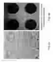 Fig. 07 - MICROARRAY CHIP AND METHOD OF FABRICATING FOR THE SAME