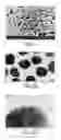 Fig. 02 - ORAL INSULIN COMPOSITION AND METHODS OF MAKING AND USING THEREOF