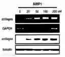 Fig. 01 - METHOD FOR STIMULATION COLLAGEN SYNTHESIS AND/OR KGF EXPRESSION