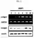 Fig. 03 - METHOD FOR STIMULATION COLLAGEN SYNTHESIS AND/OR KGF EXPRESSION