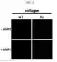 Fig. 04 - METHOD FOR STIMULATION COLLAGEN SYNTHESIS AND/OR KGF EXPRESSION