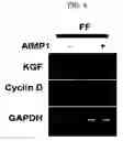 Fig. 05 - METHOD FOR STIMULATION COLLAGEN SYNTHESIS AND/OR KGF EXPRESSION