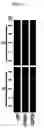 Fig. 06 - METHOD FOR STIMULATION COLLAGEN SYNTHESIS AND/OR KGF EXPRESSION