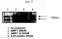 Fig. 08 - METHOD FOR STIMULATION COLLAGEN SYNTHESIS AND/OR KGF EXPRESSION