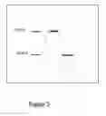 Fig. 03 - THERAPEUTIC PEPTIDES