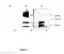 Fig. 09 - THERAPEUTIC PEPTIDES
