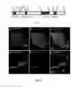 Fig. 02 - COMPOSITIONS AND METHODS OF MODULATING CELL GROWTH AND MOTILITY