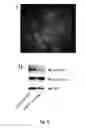 Fig. 09 - COMPOSITIONS AND METHODS OF MODULATING CELL GROWTH AND MOTILITY