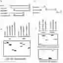Fig. 01 - PEPTIDE HAVING CELL MEMBRANE PENETRATING ACTIVITY