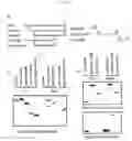 Fig. 02 - PEPTIDE HAVING CELL MEMBRANE PENETRATING ACTIVITY