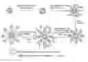 Fig. 01 - SUPERPARAMAGNETIC NANOPARTICLE ENCAPSULATED WITH STIMULI RESPONSIVE POLYMER FOR DRUG DELIVERY