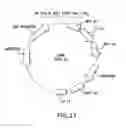 Fig. 22 - Inhibition of apoptosis-specific eIF-5A (