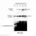 Fig. 45 - Inhibition of apoptosis-specific eIF-5A (