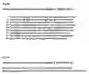 Fig. 07 - METHODS AND COMPOSITIONS FOR THE TREATMENT OF NEUROLOGICAL DISEASE