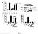 Fig. 04 - Chronic inflammation and transplantation