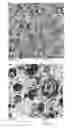 Fig. 01 - Propylene-based polymer and method for producing the same, and propylene-based resin composition