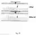 Fig. 06 - Transgenic mouse models for diseases caused by mtDNA mutations and related methods