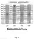 Fig. 07 - Transgenic mouse models for diseases caused by mtDNA mutations and related methods