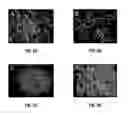 Fig. 03 - Conditional Mst overexpressing construct and conditional myostatin overexpressing transgenic mouse