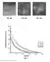 Fig. 10 - Conditional Mst overexpressing construct and conditional myostatin overexpressing transgenic mouse