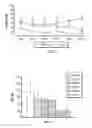 Fig. 12 - Conditional Mst overexpressing construct and conditional myostatin overexpressing transgenic mouse