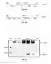 Fig. 15 - Conditional Mst overexpressing construct and conditional myostatin overexpressing transgenic mouse