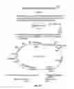 Fig. 73 - Conditional Mst overexpressing construct and conditional myostatin overexpressing transgenic mouse