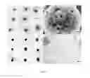 Fig. 09 - Magnetorheological materials, method for making, and applications thereof