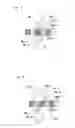 Fig. 07 - HOLOGRAM APPARATUS AND RECORDING AND REPRODUCING METHOD OF THE SAME