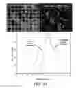 Fig. 40 - Automated scanning cytometry using chromatic aberration for multiplanar image acquisition
