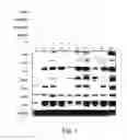 Fig. 02 - METHODS OF GENERATING CARDIOMYOCYTES