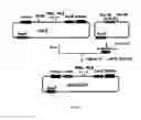Fig. 02 - Recombinant vectors based on the modified vaccinia ankara (mva) virus as vaccines against lieshmaniasis