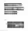 Fig. 02 - FIXATION OF A BIOLOGICAL MATERIAL