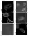 Fig. 06 - Nucleic acid modules for expression and tagging of membrane proteins and methods of use