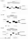 Fig. 07 - Nucleic acid modules for expression and tagging of membrane proteins and methods of use
