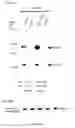 Fig. 08 - Nucleic acid modules for expression and tagging of membrane proteins and methods of use