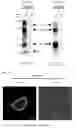 Fig. 09 - Nucleic acid modules for expression and tagging of membrane proteins and methods of use