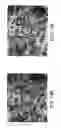 Fig. 28 - Methods and compositions for isolating metastatic cancer cells, and use in measuring metastatic potential of a cancer thereof