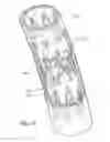 Fig. 02 - PROSTHETIC VALVE WITH SEMI-RIGID AND FLEXIBLE LEAFLETS