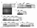 Fig. 01 - Regulating the ethylene response of a plant by modulation of F-box proteins