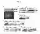 Fig. 02 - Regulating the ethylene response of a plant by modulation of F-box proteins