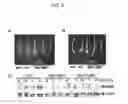 Fig. 09 - Regulating the ethylene response of a plant by modulation of F-box proteins
