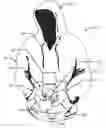 Fig. 01 - Garment Having Work Revealing Window and Method of Use